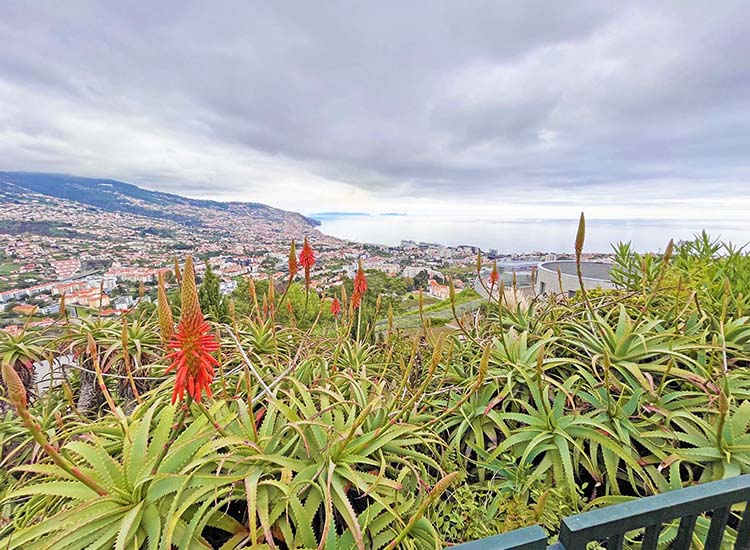 Madeira Canary Funchal, Madeira