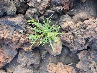 Stubborn weed growing through the lava. Day 37/44 * 1 December 2022