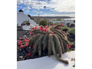 Monkey's Tail cactus flowering. Day 37/44 * 1 December 2022