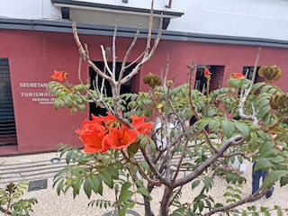 African Tulip Tree (Spathodea). Day 13/44 * 7 November 2022