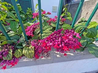 Bleeding-heart vine (Clerodendrum thomsoniae). Day 14/44 * 8 November 2022