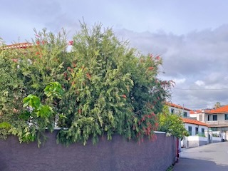 Huge Bottle brush tree. Day 14/44 * 8 November 2022