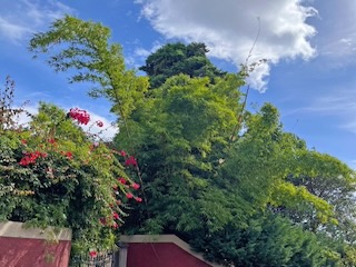 Bougainvillea and bamboo. Day 14/44 * 8 November 2022