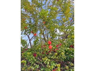 Bougainvillea and Pomegranate. Day 14/44 * 8 November 2022