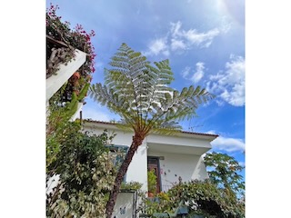 Cyathea australis (I think?). Day 14/44 * 8 November 2022