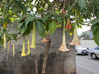 Angel's trumpet (Brugmansia arborea). Day 14/44 * 8 November 2022