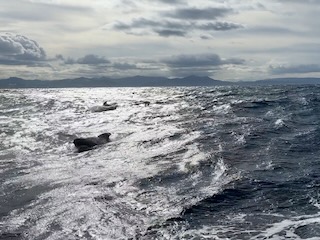 Pilot whales. Day 44 of 44 * 8 December 2022