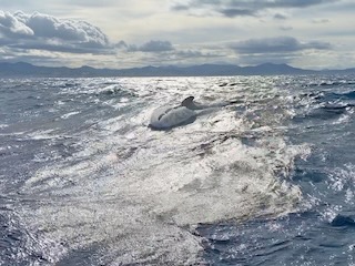 Pilot whale. Day 44 of 44 * 8 December 2022