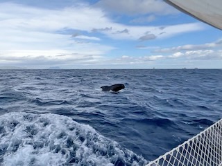 Pilot whale. Day 44 of 44 * 8 December 2022