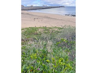 Praia do Penedo and Marina Porto Santo. Day 9/44 * 3 November 2022